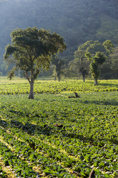 Dramatic image of a agricultural field high in the Caribbean mountains with tropical trees and mountains in the early morning sunrise of the Dominican Republic.