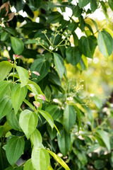 Cinnamon leaves on nature background.