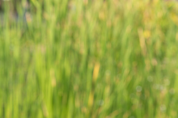 Blurred vetiver grass on nature background.