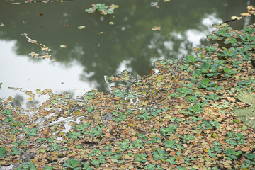 Reflection of leaves falling into a pond.