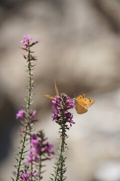 Large Salmon Arab, colotis fausta, in Northeastern Iraq