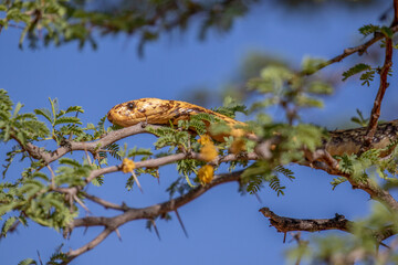 Cape Cobra in the Kgalagadi