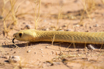 Cape Cobra in the Kgalagadi