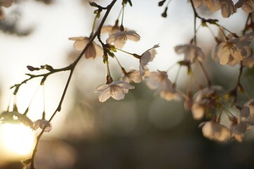 cherry blossom in twilight time