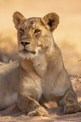 Fototapeta na wymiar Lioness in the Kgalagadi