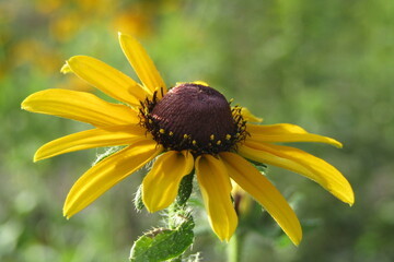 Black eyed susan