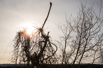 Sun piercing the branches of an old dead tree in the Canadian countryside in Quebec