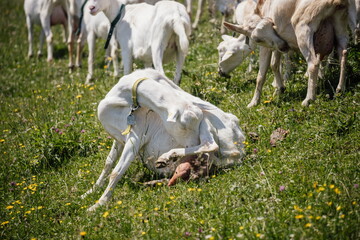 Ziege leckt sich