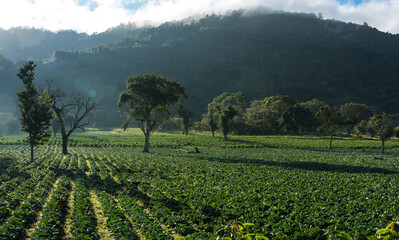 Fototapeta na wymiar Dramatic image of a agricultural field high in the Caribbean mountains with tropical trees and mountains in the early morning sunrise of the Dominican Republic.