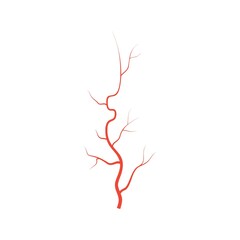 Human red eye veins, anatomy blood vessel arteries illustration. Vector medical eyeball vein arteries system map. Veins in flat style isolated on white background