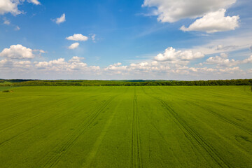 Aerial landscape view of green cultivated agricultural fields with growing crops on bright summer day