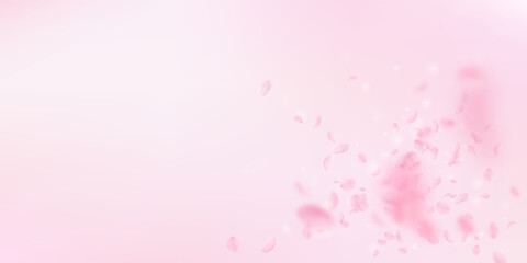 Sakura petals falling down. Romantic pink flowers explosion. Flying petals on pink wide background. Love, romance concept. Magnetic wedding invitation.