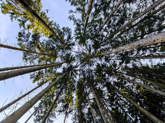 Low angle view of a fir forest. Sun shining through the forest at the morning
