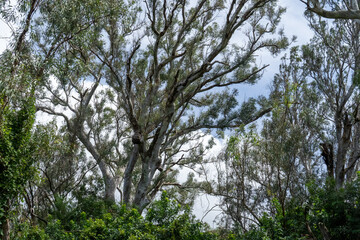 branches against sky