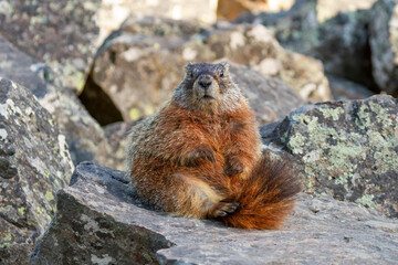Yellow-bellied Marmot in Yellowstone National Park