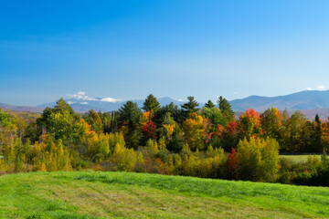 autumn in the forest