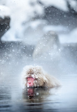 Monkey who goes to a hot spring on a snowy day.