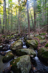 stream in the forest