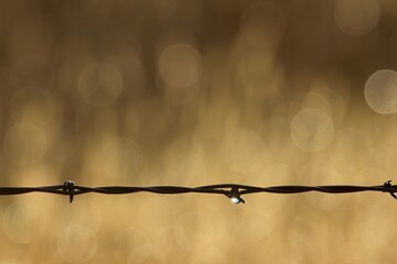barbed wire fence strand with water droplets and copy space