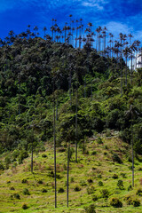 Fototapeta premium View of the beautiful cloud forest and the Quindio Wax Palms at the Cocora Valley located in Salento in the Quindio region in Colombia.