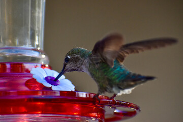 Fototapeta premium Beautiful bright green hummingbird drinking from red bird feeder