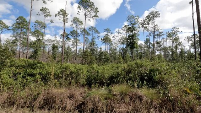Trucking Shot Tiger Bay Wildlife Management Area, Florida