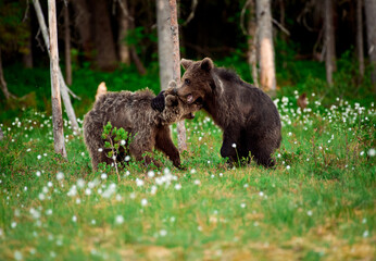 Young brown bear out of steam and resting against another bear at edge of forest in Eastern Finland on summer evening.