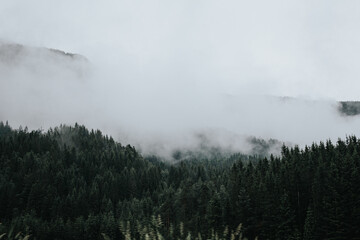 Low clouds over forest