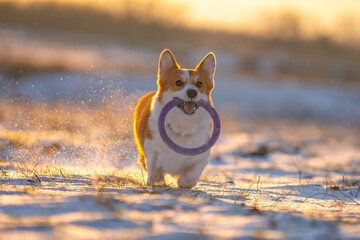 Active Welsh corgi Pembroke or cardigan dog stands with a ring-shaped toy in its teeth, front view....