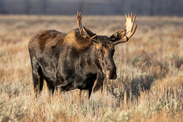 Male Bull Moose, Antlers, Grassland