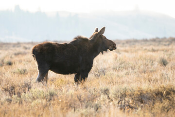 Cow moose, grassland, grass, 