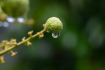 Longan ripe fruits (Dimocarpus longan) with water drops, in shallow focus