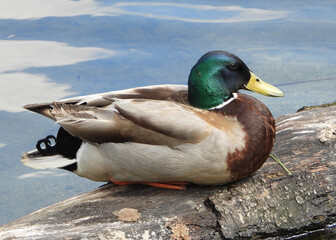 Mallard Duck male with green head