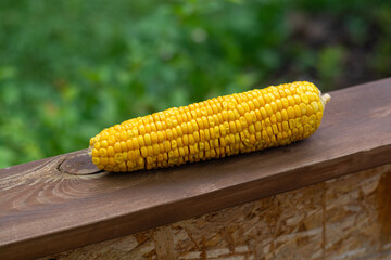 a fresh ripe ear of corn lies on a board against the background of a green garden.
