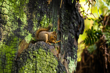 Red Tail Squirrel