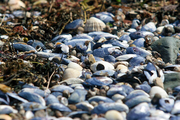 Sea Shells