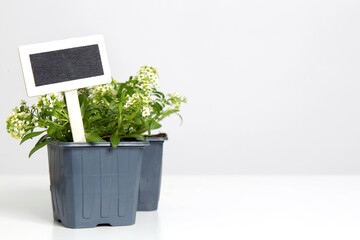 Blank wooden garden plant tag in flower pot	
