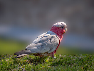 Galah On Ground Feeding