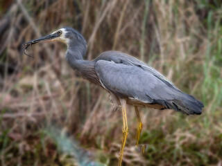 Heron Eating Lizard