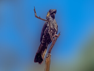 Yellow Tailed Black Cockatoo Erect