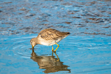 Short-Billed Dowitcher
