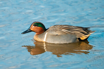 Green-Winged Teal Duck