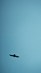 pájaro volando solo y de fondo el cielo