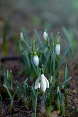 Fototapeta premium Flowers snowdrops (Galanthus nivalis). First beautiful snowdrops in spring. Common snowdrop blooming. It bloom in spring forest. Snowdrops close up.