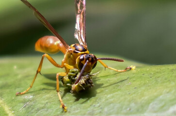 Avispa en hoja comiendo
