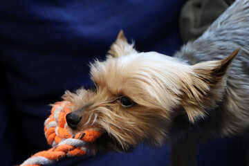 Yorkie playing tug of war with dog toy made of orange - white rope. Very small purebred Yorkshire terrier with sporty short cut coat. Shallow DOF, blurred background