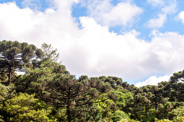 Obraz na płótnie Canvas Beautiful landscape, blue sky with araucaria trees.