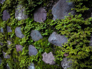 Green Wall / Pared Verde