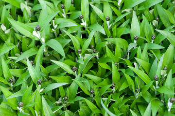 Green background of cornflower leaves