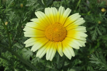 春菊の花（野菜）